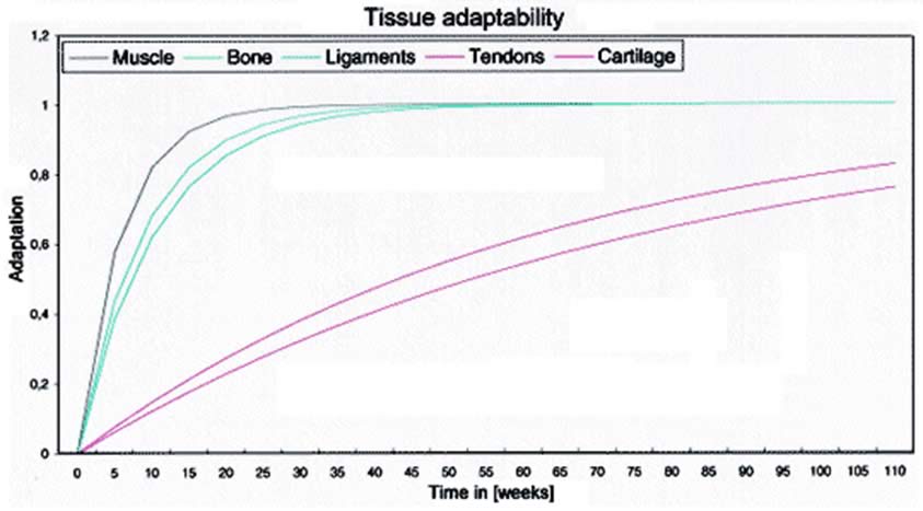 Tissue Adaptation – an Excerpt